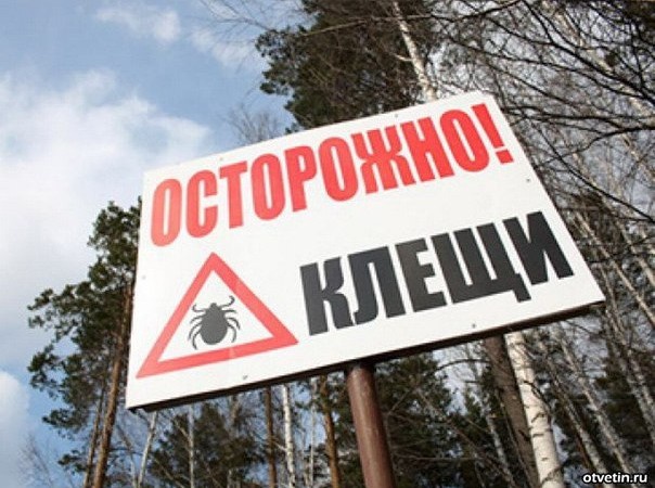 В результате укусов клещей, у 7 киевлян диагностировали болезнь Лайма