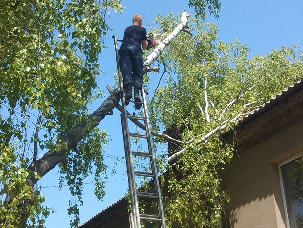 В Киевской области на жилой дом упало дерево
