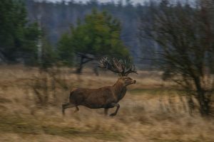 На Київщині браконьєр застрелив оленя Руні з Книги рекордів України
