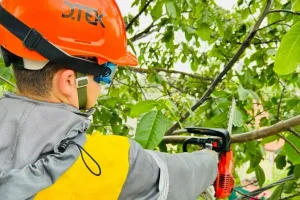 На Київщині енергетики розчистили майже 1,5 тис. км електроліній
