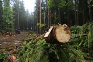 На Київщині через суд стягнули понад 5 млн грн за незаконну вирубку лісу