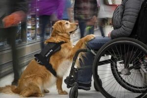 Петиціяпро доступ собак-помічників людей з інвалідністю до метро не набрала голосів